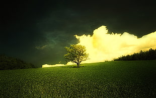 green tall tree in middle of grass field in landscape photofraphy