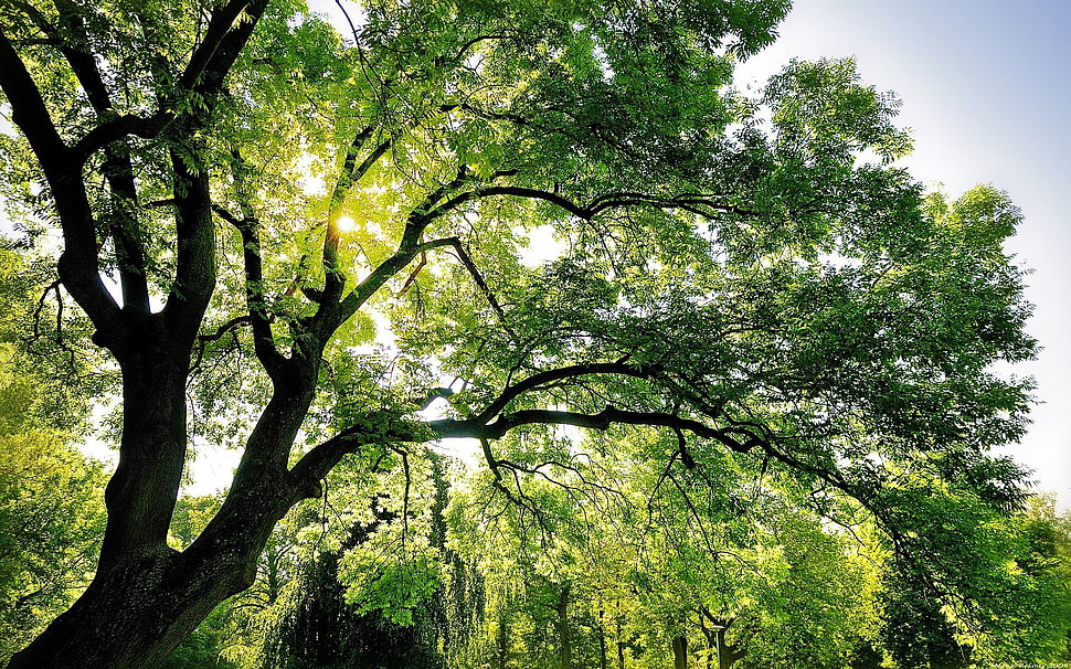 green and black tree HD wallpaper