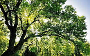 green and black tree