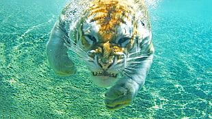 tiger, animals, tiger, underwater HD wallpaper