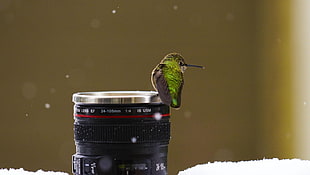 green and white hummingbird, birds, macro, snow, lens