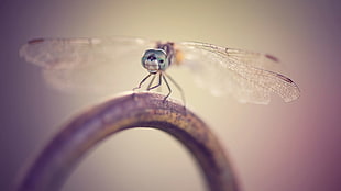 brown dragonfly on grey metal ring