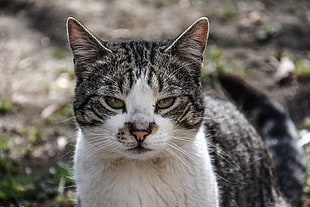 closeup photo of white and gray tabby cat