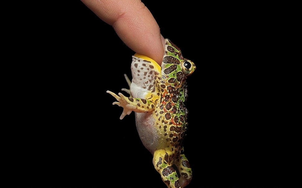 green, brown and white frog on human finger HD wallpaper