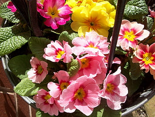 pink Geranium flowers ]