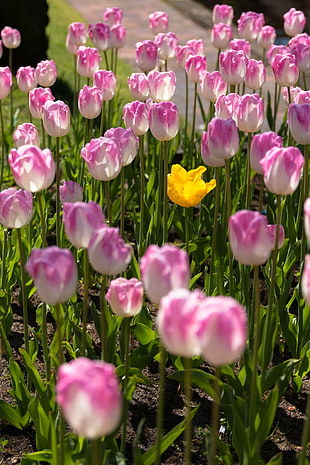 photo of white, pink and yellow petaled flower field HD wallpaper