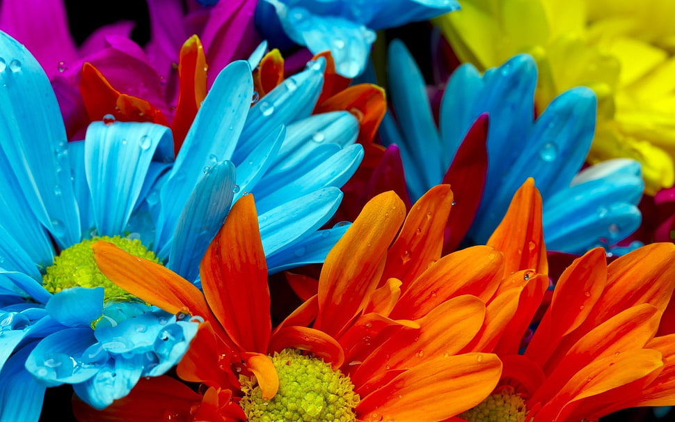blue, orange, and purple flowers, flowers, colorful, macro HD wallpaper