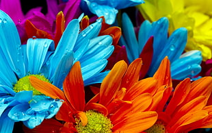 blue, orange, and purple flowers, flowers, colorful, macro