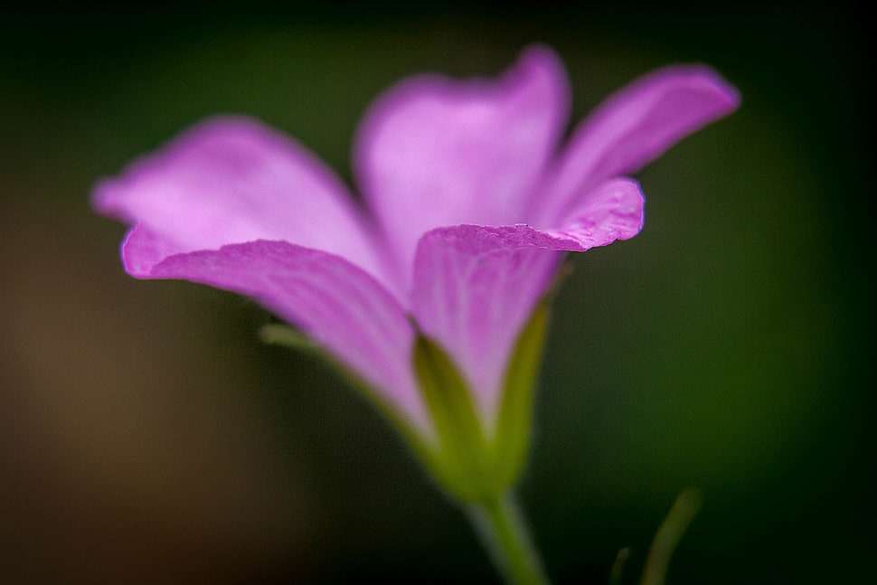 tilt-shift photography of purple petaled flower HD wallpaper