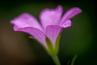 tilt-shift photography of purple petaled flower
