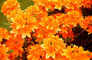 orange flowers photography HD wallpaper