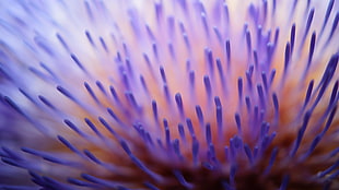 closeup photo of purple floral stalks HD wallpaper