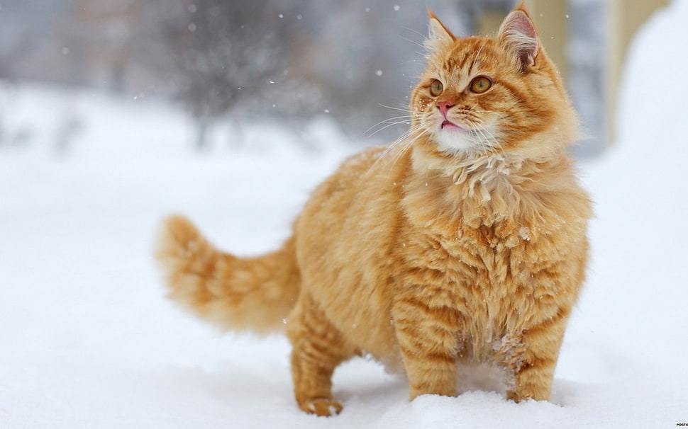 brown Persian cat, animals, cat, snow HD wallpaper