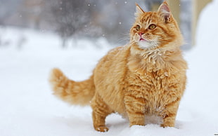 brown Persian cat, animals, cat, snow