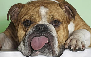 brown bulldog with tongue out