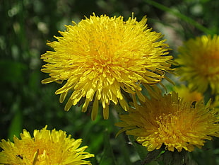 selective focus photography of yellow dandelion flower