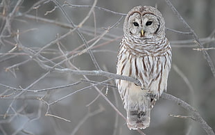 white owl on snow covered tree branch