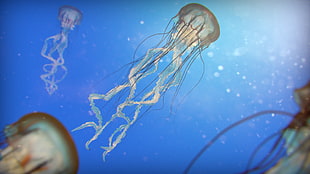 jellyfish illustration, jellyfish, sea, underwater