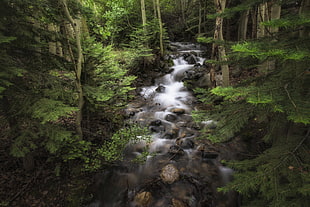 nature photography of running water between rocks and trees