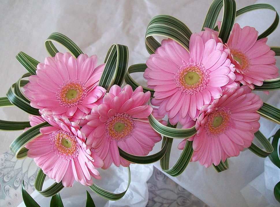 pink petaled flowers HD wallpaper