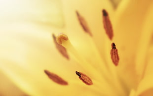 close up photography of yellow lily flower