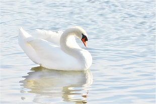 white Swan on body of water during daytime HD wallpaper