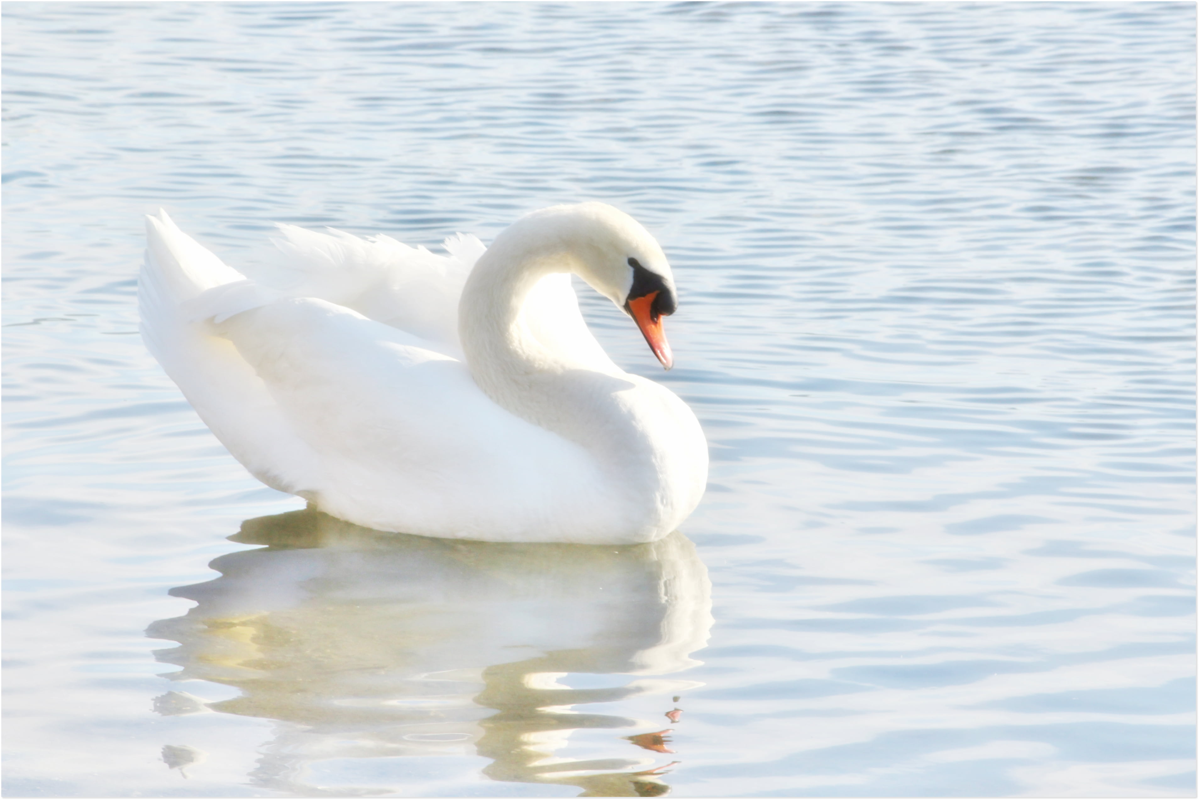 White Swan on body of water during daytime HD wallpaper | Wallpaper Flare