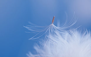 white dandelion tilt-shift lens photograph