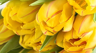 yellow tulips HD wallpaper