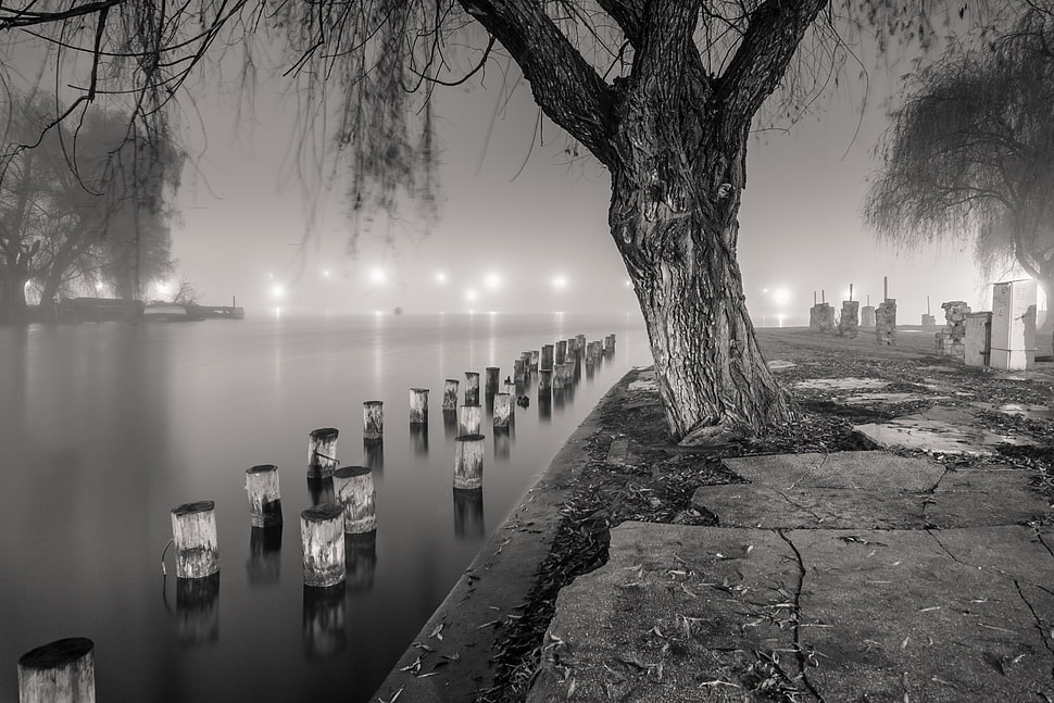 tree near pond grayscale photo HD wallpaper