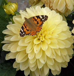 Painted Lady Butterfly on Yellow Dahlia Flower during daytime HD wallpaper