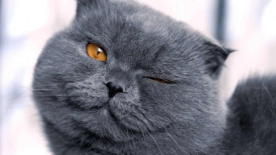 gray cat, cat HD wallpaper