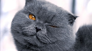 gray cat, cat HD wallpaper