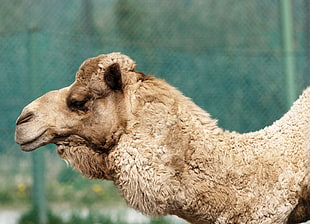 brown camel selective photo
