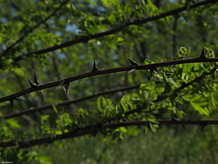 thorn branch with green leaves HD wallpaper