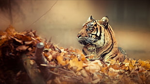 adult tiger, tiger, leaves, animals HD wallpaper