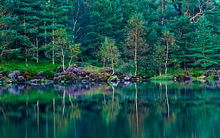 body of water beside trees, landscape, nature, lake, forest