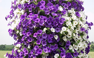 purple and white Petunia flowers