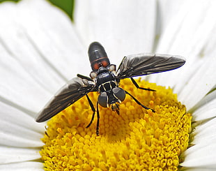 black and grey Fly on white Daisy flower