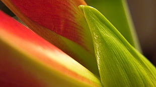 green and red plant