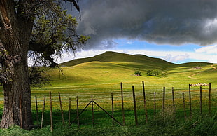 green mountain hill near tall tree near brown fence HD wallpaper