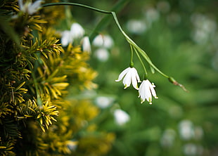 photography of white-petaled flowers