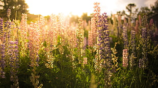 filed of lavender flowers, flowers, nature, sunlight, lavender