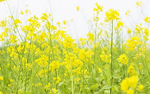 yellow rapeseed flowers during daytime HD wallpaper