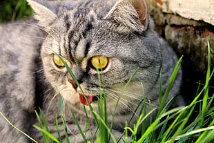 photo of silver tabby cat on grass HD wallpaper