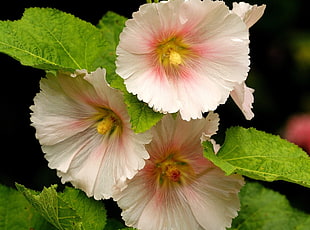 closed-up photo of white petaled flowers