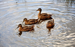 flock of mallard ducks in water
