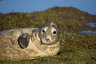 sea lion on green grass near water at daytime