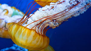 selective focus of yellow jelly fish