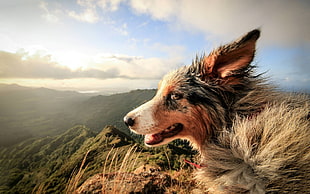 long-coated tan dog, nature, dog, landscape, animals
